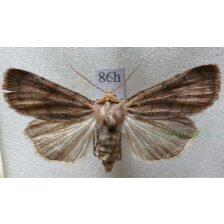 Xestia sexstrigata (Haworth, 1809) Rolnica sześciokreska Czech86h